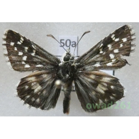 Pyrgus alveus Hübner, 1803 Bulgaria50a